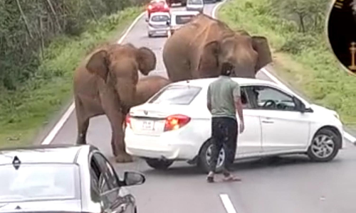 கரும்புகள் தீர்ந்ததால் காரை அடித்து நொறுக்கிய யானைகள்