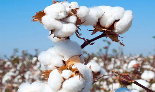 கடந்த சீசனில் நல்ல விலை கிடைத்ததால் பருத்தி சாகுபடியில் ஆர்வம் காட்டும் விவசாயிகள்