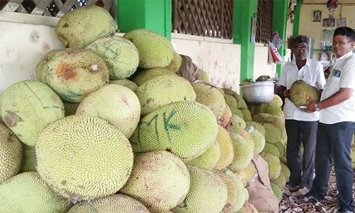 சிறுமலையில் பலாப்பழ விளைச்சல் அமோகம்