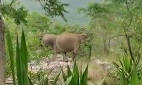 திருப்பதி மலைப்பாதையில் யானை கூட்டம்- வாகனங்களை மறித்ததால் பக்தர்கள் அலறியடித்து ஓட்டம்