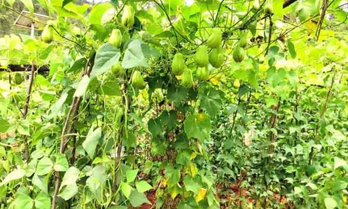 கோத்தகிரியில் மேரக்காய் பந்தல்களில் ஊடுபயிராக பீன்ஸ் நடவு