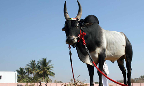 ரூ.20 லட்சத்திற்கு காங்கயம் இன காளைகள் விற்பனை