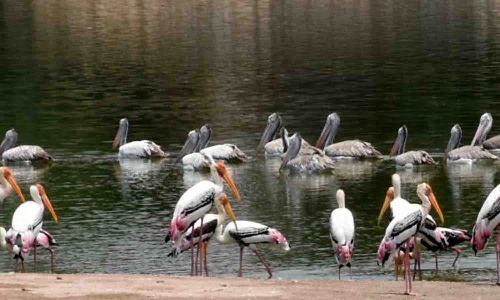 நஞ்சராயன்குளத்தில் பறவைகள் சரணாலயம் அமைக்கும் பணியை விரைந்து முடிக்க கோரிக்கை