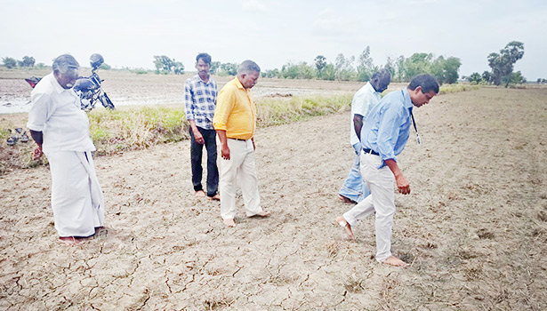 நேரடி நெல் விதைப்பில் வெட்டுக்கிளி தாக்குதல் குறித்து ஆய்வு நேரடி நெல் விதைப்பில் வெட்டுக்கிளி தாக்குதல் குறித்து ஆய்வு