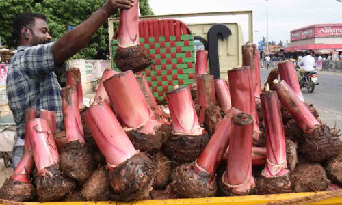 உடுமலையில் சாகுபடிக்காக செவ்வாழை கன்றுகள் விற்பனை