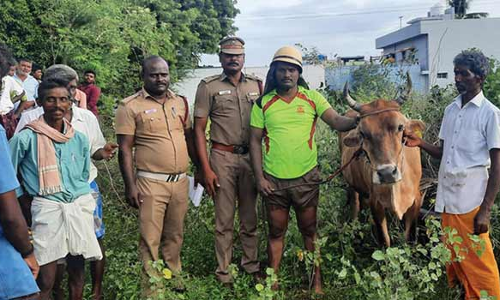 கிணற்றில் விழுந்த பசுமாடு உயிருடன் மீட்பு
