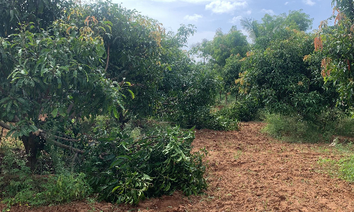 வேப்பனபள்ளி அருகே  ஊருக்குள் புகுந்து மரங்களை உடைத்து நாசமாக்கிய காட்டு யானைகள்