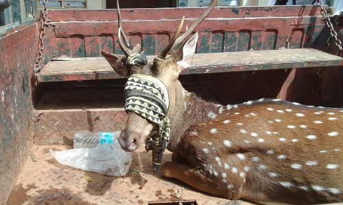 தேன்கனிக்கோட்டை அருகே   வேலியில் சிக்கி தவித்த புள்ளி மான் மீட்பு