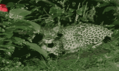 ஊட்டியில் சிறுத்தை நடமாட்டம்