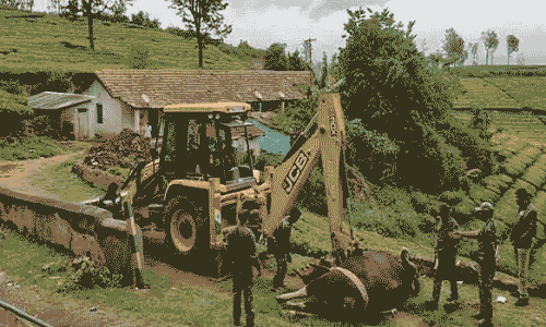 தேயிலை தோட்டத்தில் இறந்து கிடந்த காட்டெருமை