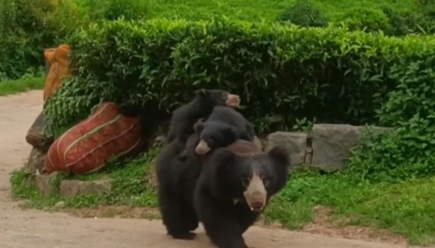 கோத்தகிரி அருகே சாலையில் 2 குட்டிகளுடன் உலா வந்த கரடி கோத்தகிரி அருகே சாலையில் 2 குட்டிகளுடன் உலா வந்த கரடி