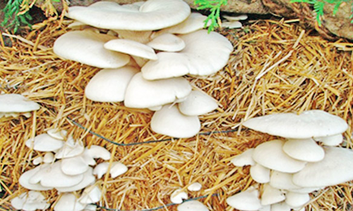 காளான் வளர்ப்பு குறித்து பயிற்சி முகாம்