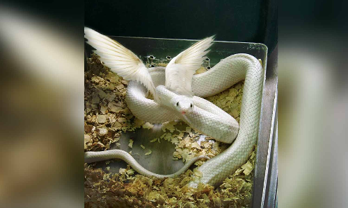 சிறகுகள் கொண்ட பாம்பு உண்மையில் இருக்கிறதா? வைரல் புகைப்படத்தின் பின்னணி