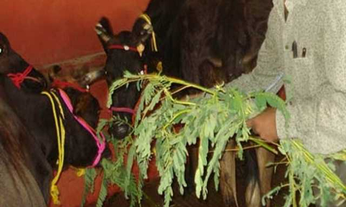 பசுவிற்கு அகத்திக்கீரை கொடுப்பது ஏன்?