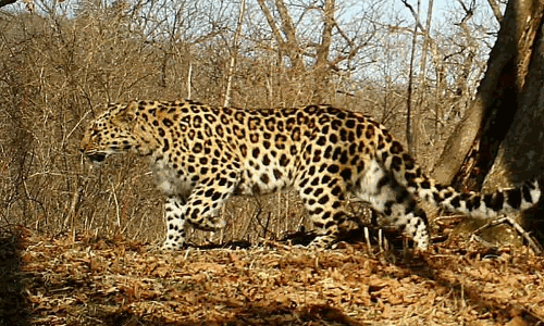 பொள்ளாச்சி அருகே ஆழியாரில் சிறுத்தை நடமாட்டம்