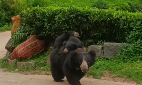 கோத்தகிரி அருகே சாலையில் 2 குட்டிகளுடன் உலா வந்த கரடி