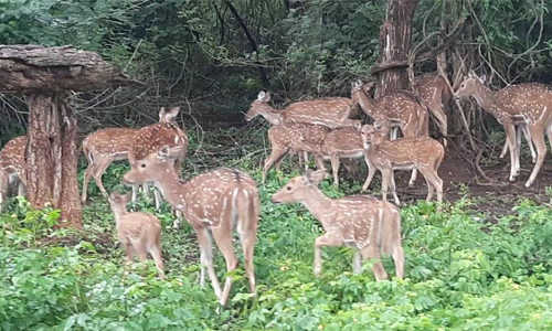 நீலகிரியில் பசுமைக்கு மாறிய வனப்பகுதி-சாலையோரம் வனவிலங்குகள் நடமாட்டம் அதிகரிப்பு
