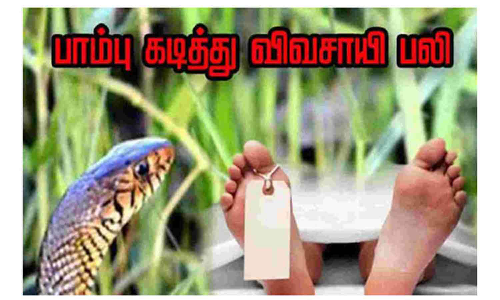 பாம்பு கடித்து முதியவர் பலி