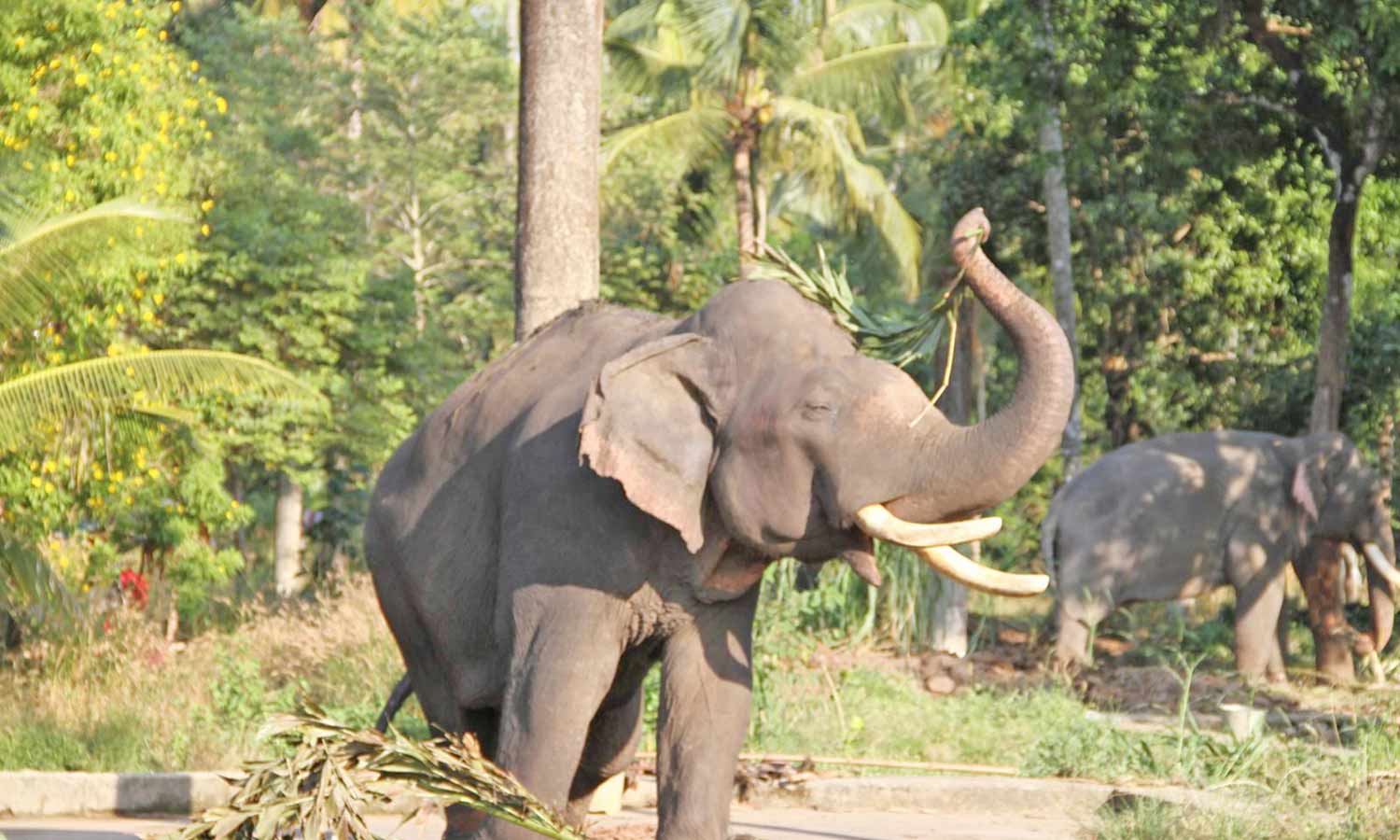 குருவாயூரில் கோவில் யானைகளுக்கு ஒரு மாதம் புத்துணர்வு முகாம்