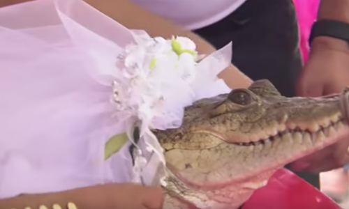 மெக்சிகோவில் முதலையை திருமணம் செய்துகொண்ட மேயர்