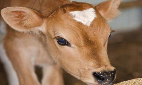 உடுமலை அருகே மர்ம விலங்கு கடித்து 2 கன்றுக்குட்டிகள் பலி