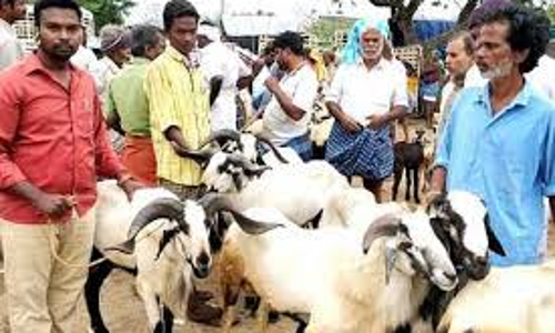 பக்ரீத் பண்டிகையையொட்டி லட்சக்கணக்கான ரூபாய்க்கு ஆடுகள் விற்பனை