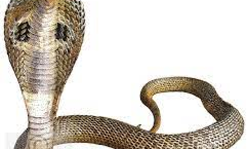 காட்டுமன்னார்கோவிலில் குடியிருப்பு பகுதியில் புகுந்த நாகப்பாம்பு