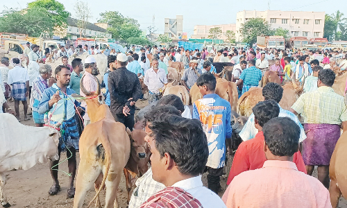 ஊத்தங்கரை வாரச்சந்தையில்  மாடுகள் விற்பனை களை கட்டியதால் விவசாயிகள் மகிழ்ச்சி