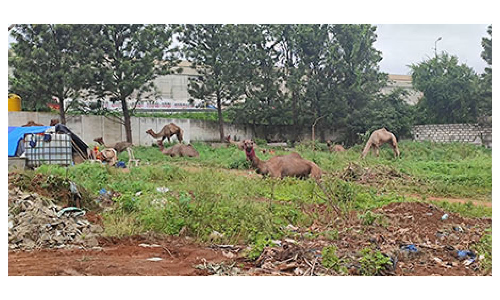 ஓசூரில் மீட்கப்பட்ட   18 ஒட்டகங்கள் மீண்டும் ராஜஸ்தானுக்கு அனுப்பப்படுகிறது
