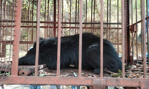 கூண்டில் பிடிபட்ட கரடி களக்காடு வனப்பகுதியில் விடப்பட்டது