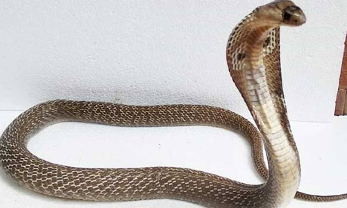 கோத்தகிரியில் கடைக்குள் புகுந்த சாரைபாம்பு