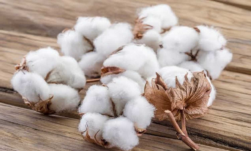 மூலனூா் ஒழுங்குமுறை விற்பனைக்கூடத்தில்  ரூ.2.12 கோடிக்கு பருத்தி விற்பனை