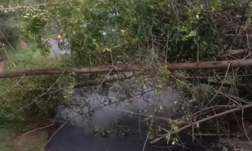 பழமையான மரம் ரோட்டில் விழுந்தது