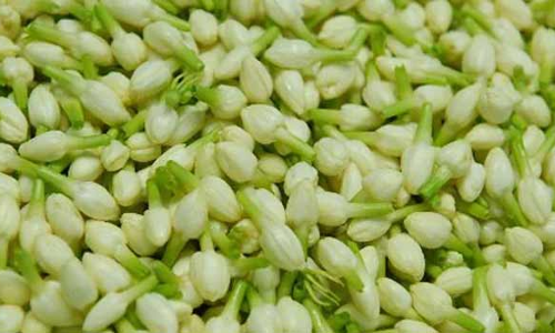 குண்டுமல்லிகை கிலோ ரூ.200 ஆக சரிவு