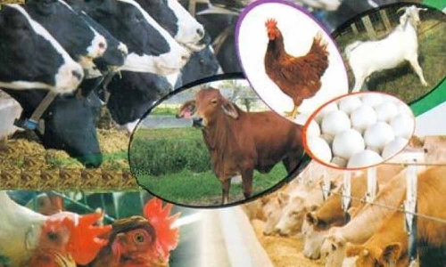 மழையால் விளையும் பசுந்தீவனங்களை கால்நடைகள் உண்பதால் கழிச்சல்   நோய் ஏற்பட வாய்ப்பு