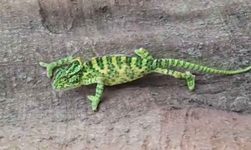 உடுமலையில் அரிய வகை பச்சோந்தி