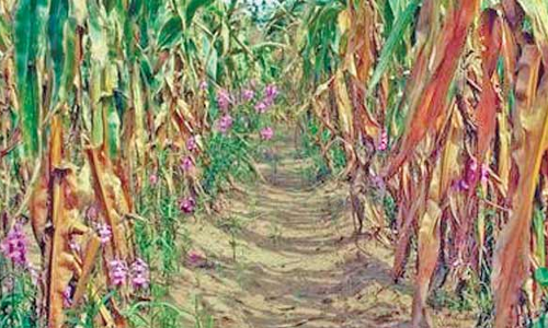 கரும்பு, வாழை பயிரை பாதிக்கும் ஒட்டுண்ணி