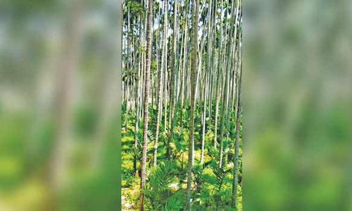 பாக்குமரத் தோப்பு உருவாக்குவதில்  விவசாயிகள் மீண்டும் ஆர்வம்
