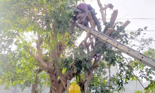 மரத்தை வெட்டியபோது மின்சாரம்  தாக்கியதில் தொழிலாளி பலி