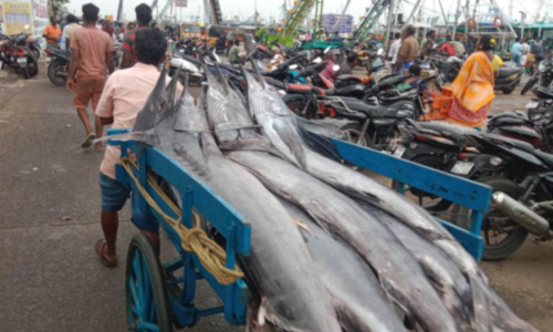 காசிமேட்டில் மீன் விலை அதிகரிப்பு