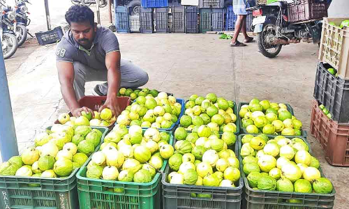 பழனியில் கொய்யாப்பழம் விலை கடும் வீழ்ச்சியால் விவசாயிகள் கவலை