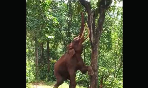 கோத்தகிரியில் தும்பிக்கையால் பலாப்பழங்களை பறித்து ருசித்த காட்டு யானை