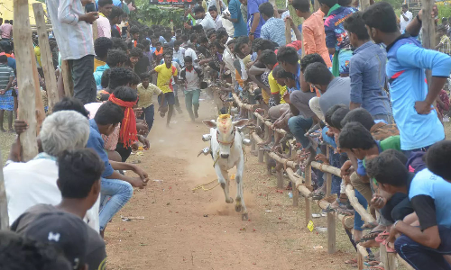 கே.திப்பனப்பள்ளியில்  எருதுவிடும் விழா