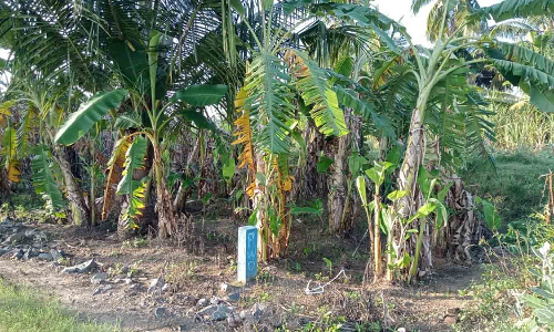 வரட்டுப்பள்ளம் வாய்க்கால் பகுதியில் ஆக்கிரமித்து வாழை, தென்னை சாகுபடி