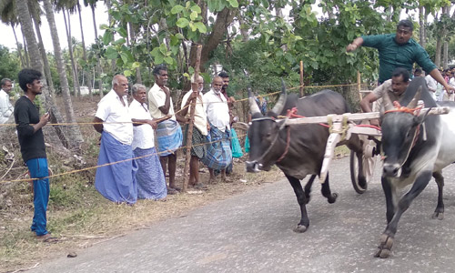 நெகமம் அருகே ரேக்ளா பந்தயத்தில் சீறிப்பாய்ந்த காளைகள்