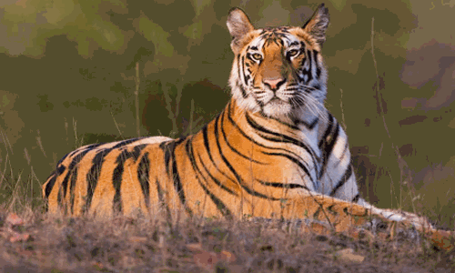 கூடலூர் அருகே  2 தொழிலாளிகளை தாக்கிய புலி சிக்கியது