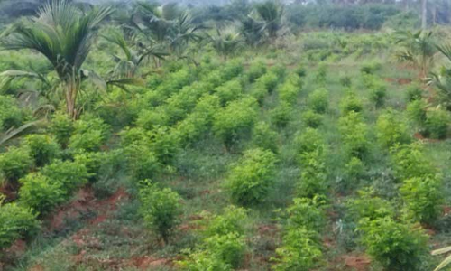 அமெரிக்காவில் விலைவாசி உயர்வு-  நம்மூர் கறிவேப்பிலை என்ன விலை தெரியுமா?