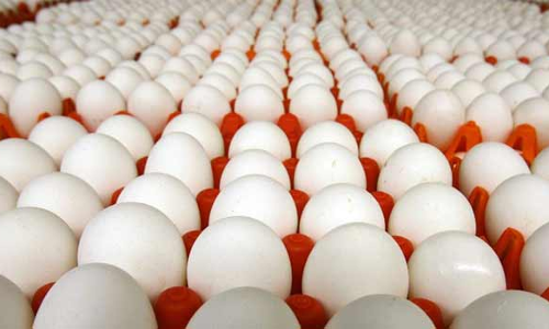 முட்டை விலை ரூ.5.50 ஆக நீடிப்பு