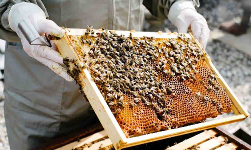 விவசாயிகளுக்கு தேனீ வளர்ப்பு பயிற்சி