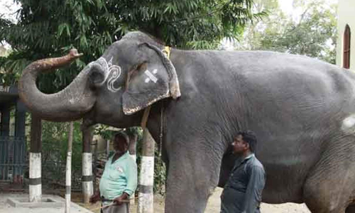 நெல்லையப்பர் கோவில் காந்திமதி யானையை வன அலுவலர் ஆய்வு